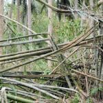 comment detruire des bambous envahissants 1