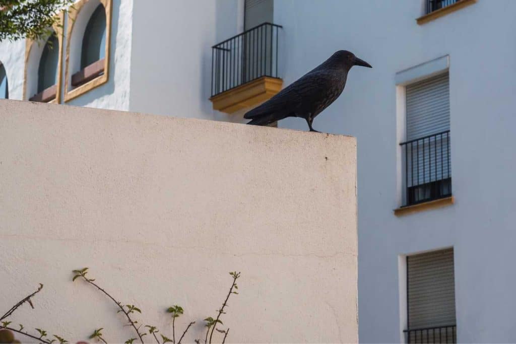 faire fuir les pigeons recettes de grand mere et astuces 1