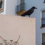 faire fuir les pigeons recettes de grand mere et astuces 1
