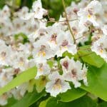 les inconvenients du catalpa 1