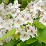 les inconvenients du catalpa 1