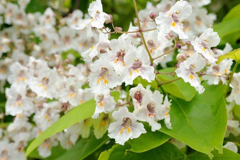 les inconvenients du catalpa 1