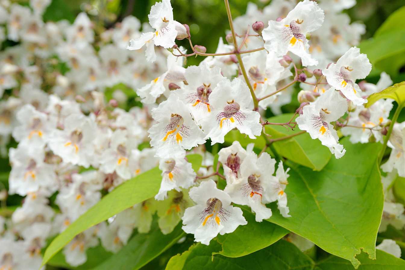 les inconvenients du catalpa 1