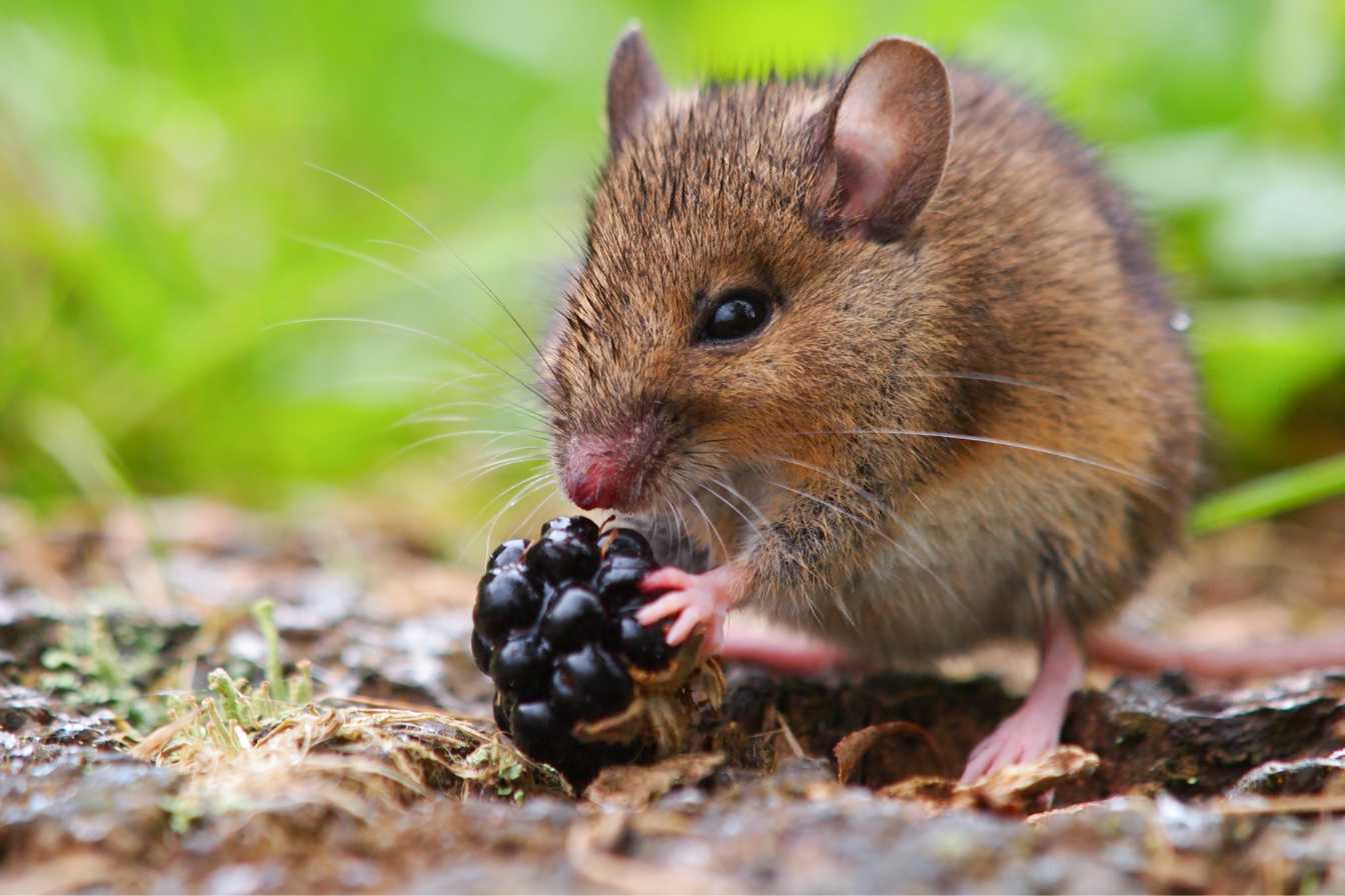 mulot-ou-souris-differences-2