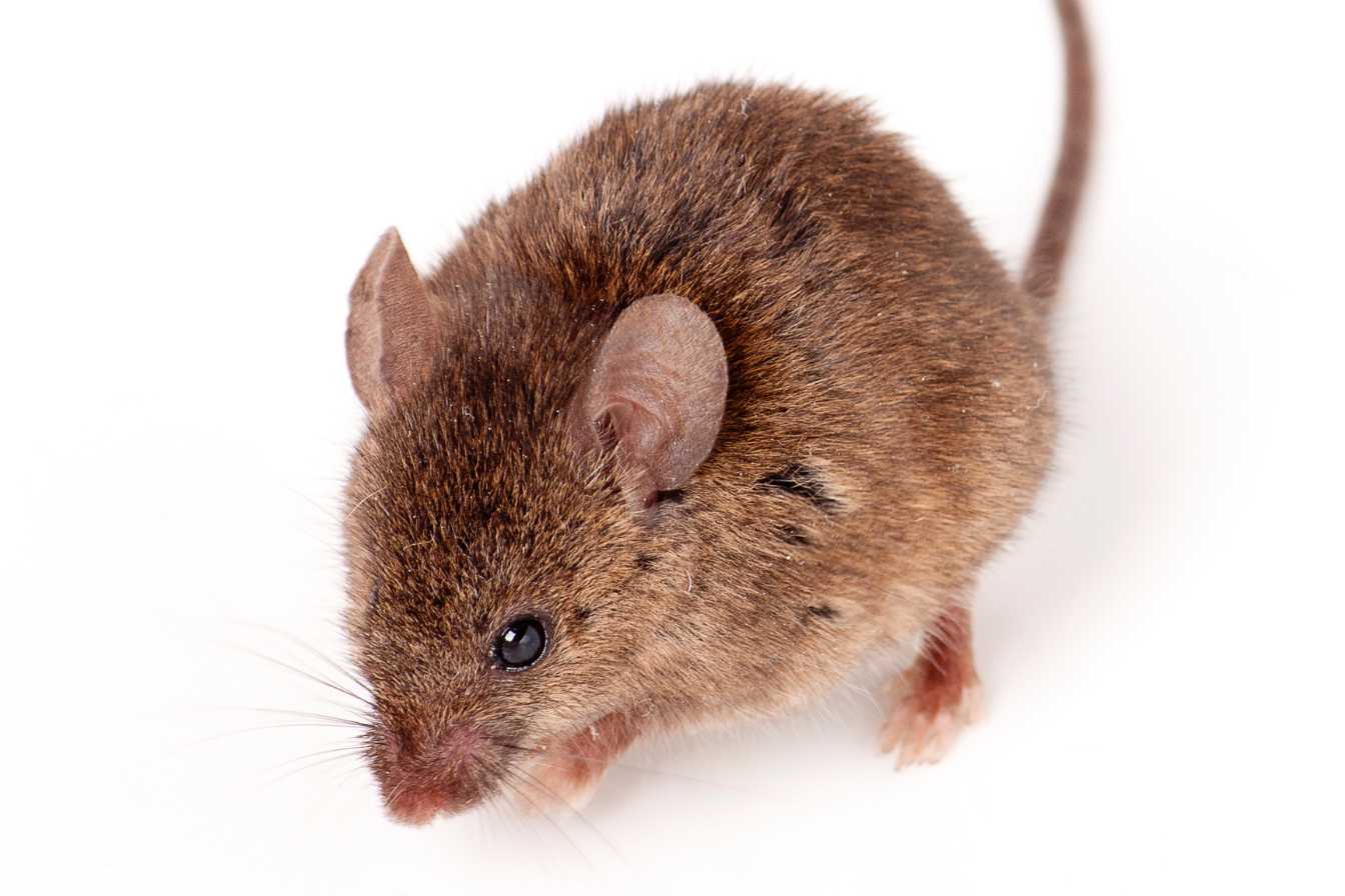 mulot-ou-souris-differences-3