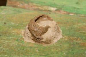 nid de guepe maconne 1