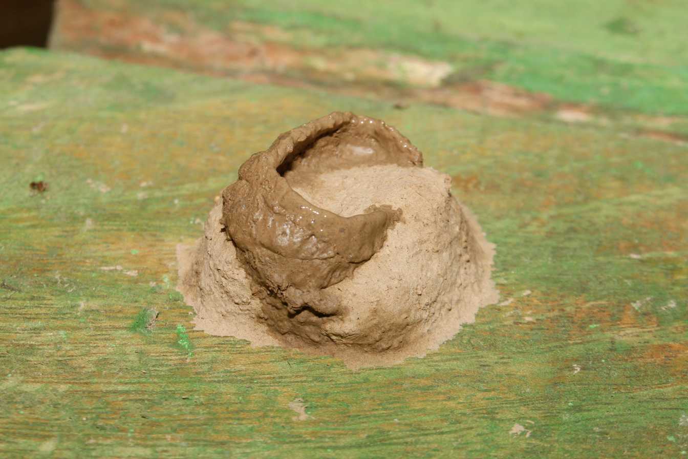 nid de guepe maconne 1