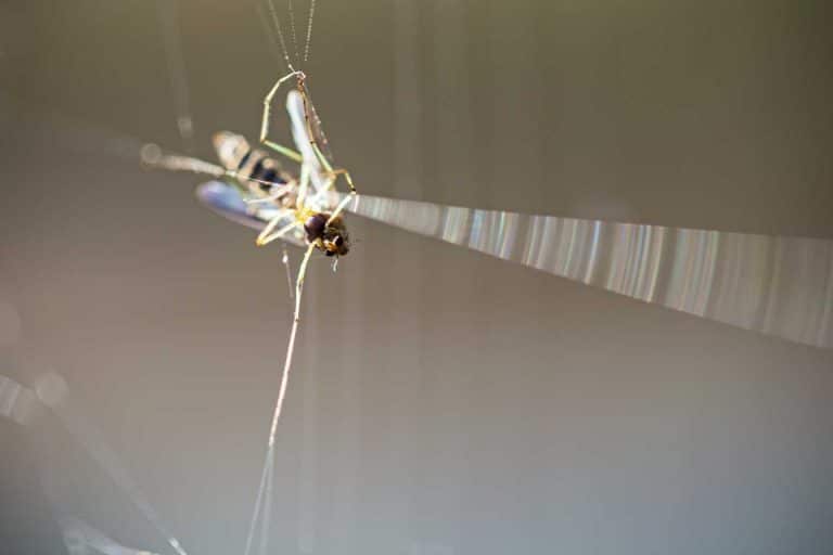 piege a moucherons comment le fabriquer facilement 1