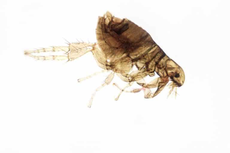 savoir si on a des puces reconnaitre leur presence 1