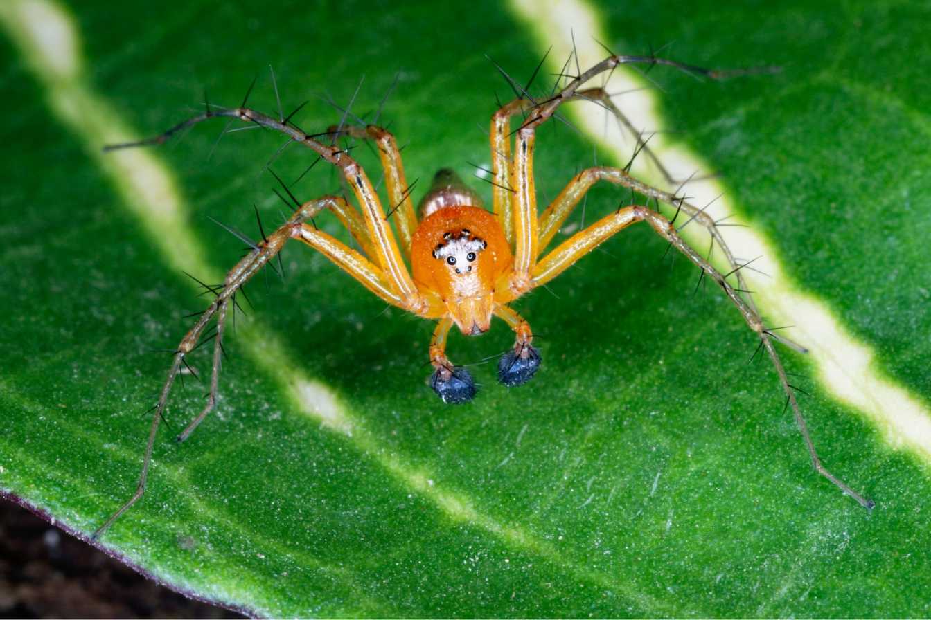 signes-presence-araignee-2