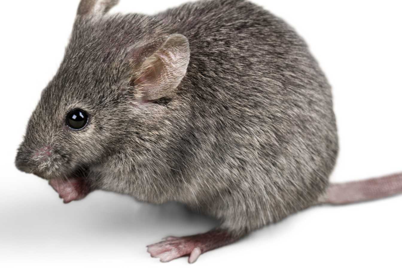 ultrason pour souris 1