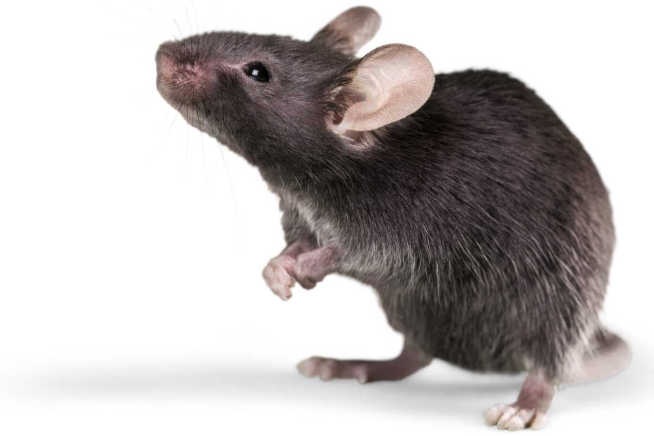 ultrason-pour-souris-2